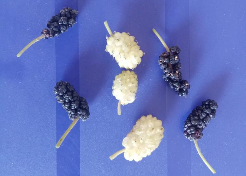 3 Bedroom Property for Sale in Oudtshoorn Rural Western Cape